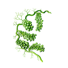 Alkaline Intrinsics logo