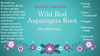 Wild Red Asparagus root